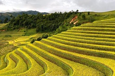 Mu Cang Chai in the rice ripening season
