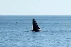 Another whale found off Phu Yen coast