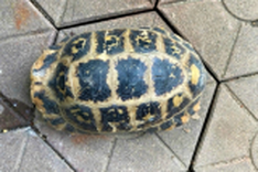 Rare tortoise found at Ha Tinh nursery school