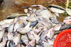 Mass fish deaths found at Lam Dong lake