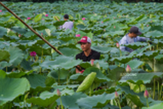 Hanoi man preserves lotus tea making