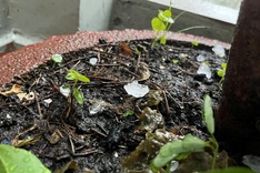 Hailstorm hits HCM City