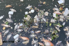 HCM City canal sees mass fish deaths following rain