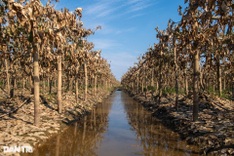 Hanoi Buddha’s hand orchards devastated by flooding