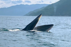 More whales spotted off Phu Yen coast