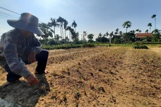 Vegetable villages in Hoi An ravaged by rains