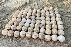 Sea turtle lays eggs on Binh Thuan Island