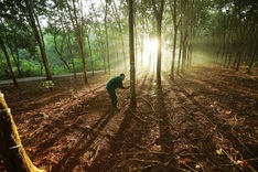 Vietnamese firms urged to quickly adapt to EU Deforestation Regulation