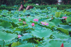 Hanoi to hold first lotus festival next month