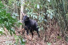 Rare serow trapped Nghe An forest rescued