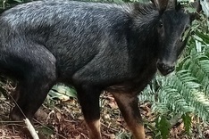 Rare trapped chamois in Quang Nam rescued