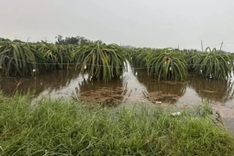 Torrential rain hits Binh Thuan