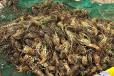 Mass lobster death reported in Phu Yen