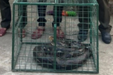 Rare python found in Thua Thien-Hue house