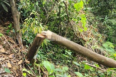 Thanh Hoa forest suffers senseless destruction