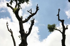 HCM City trees pruned following incidents