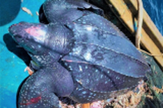 Quang Ngai fishermen release rare turtle