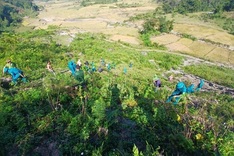 More trees grown in the northwest