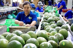 Standardising fruit quality can open up new markets for Vietnam: Insiders