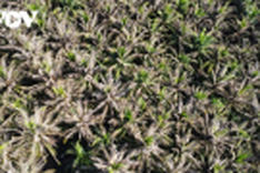 Caterpillars ravage Tien Giang coconut groves