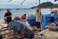 Wounded whale carcass found on Binh Dinh beach