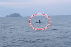 Whale spotted off Binh Dinh