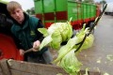 World prone to food-borne disease outbreaks: WHO