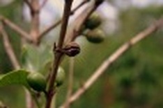 Bananas grown with coffee to combat climate change