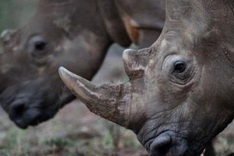Africa's last rhinos threatened by poaching