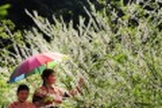 Plum flowers blossom in Bac Ha
