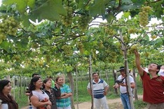 Ninh Thuan halts Grapes and Wine Festival to deal with drought