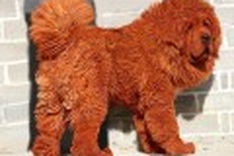 Dog meat, ghosts, and $1.5 million