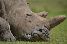 Zambia arrests 3 Chinese for rhino horn trafficking
