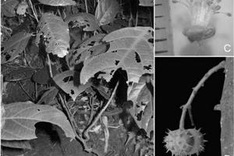 Indigenous flora species found in central national park