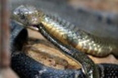 Snakes on a train! King Cobras terrify passengers in Vietnam