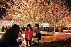 Cherry and yellow ochna blossoms shine together at Ha Long festival