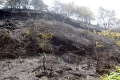 Ministry issues strong forest fire alert