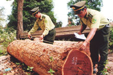 EU to help curb illegal logging