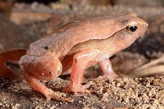 Two new spotted toad species discovered in Vietnam