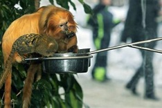 Endangered monkeys stolen from French Zoo