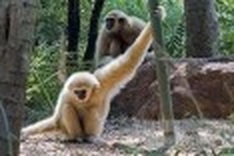 Study: Asian gibbons have regional accents