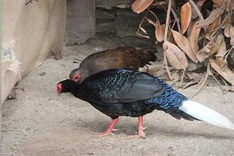 Vietnam boosts protection of near-extinct pheasant