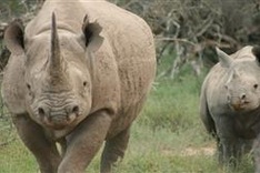 Short film launched to call for end to rhino horn trade