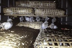 Hundreds of pigeons seized