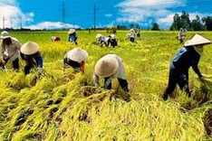 Vietnam urged to revamp outlook on agriculture