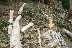 Forest thieves too poor to pay fines