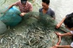 US raps on Asian shrimpers' doors after oil spill