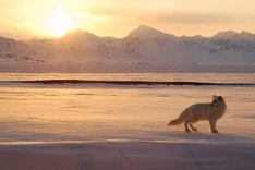 Arctic changing 'at record pace': study