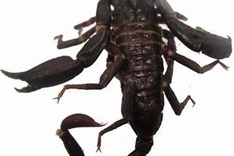 New scorpion species found in northern Vietnam