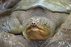 European TV channel to produce film about Hanoi’s legendary turtle